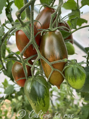 Acorn Branch