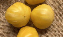 Tlacolula Yellow