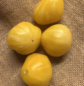 Tlacolula Yellow