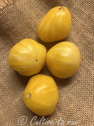 Tlacolula Yellow