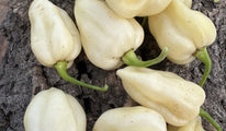 White bhut jolokia