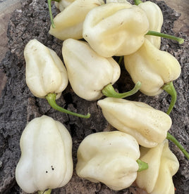 White bhut jolokia