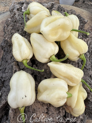 White bhut jolokia