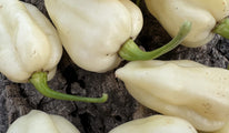 White bhut jolokia