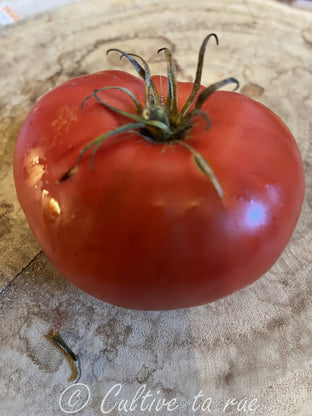 Coeur de Boeuf d'Aregnu