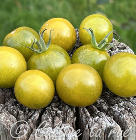 Tomate cerise vert,jaune,caramel