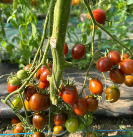 Black centiflor hypertress