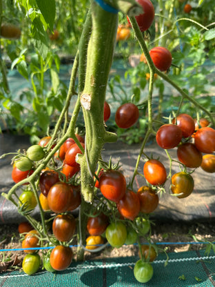 Black centiflor hypertress