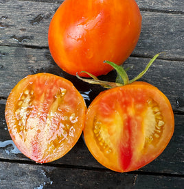 Rizhaja kometa sofii