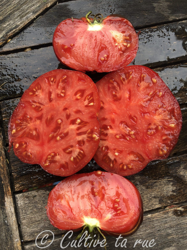 10 Graines De Tomate Wild Fred Dwarf Tomato Project Seeds Méth.bio - Foto 2