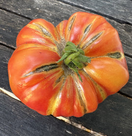 Dorothy's Mennonite Bicolor