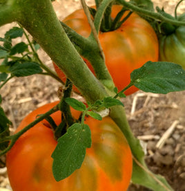 Japanese tomato tree