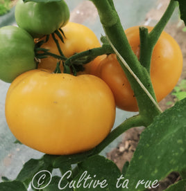 Large Yellow Heirloom