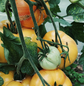 Lenny and Gracie’s Kentucky Heirloom