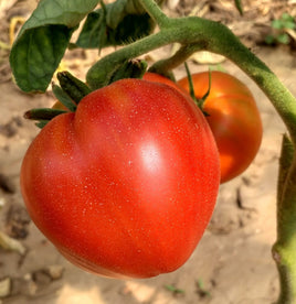 Maria amazilitei's giant red