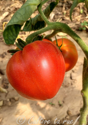 Maria amazilztei's giant red v1