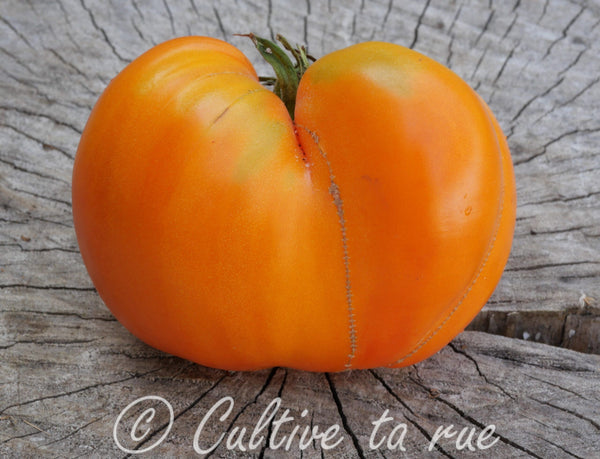Marina Dukhova – Cultive ta rue