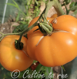 Marmande jaune