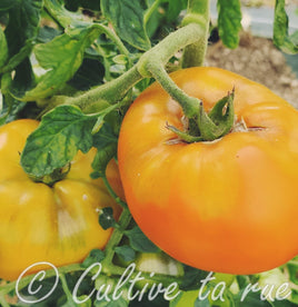 Maylor Roth's orange brandywine