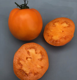 Mennonite Orange