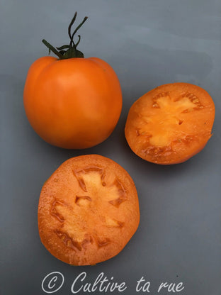 Mennonite Orange