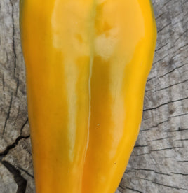 Nocera Giallo