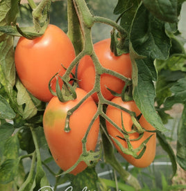 Orange Flaschen Tomate