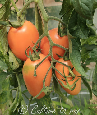 Orange Flaschen Tomate