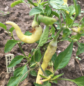 Portokolova fifironka