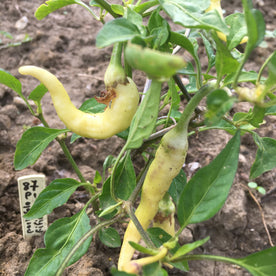 Portokolova fifironka