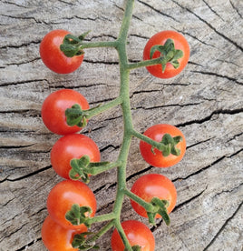 Peru Wildtomate