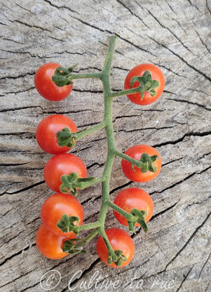 Peru Wildtomate (4) CTR