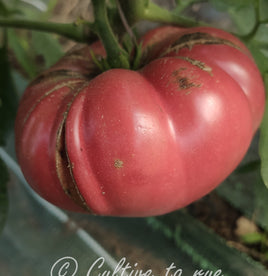 Rosado de la Sierra de Aracena