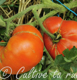 Rouge de Loudun