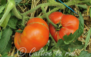 Rouge de Loudun (1)