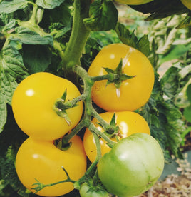 White Belgium Tomato