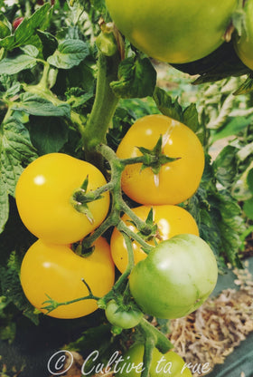 White Belgium Tomato