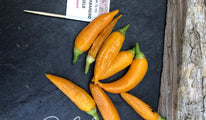 aji habanero gelb-76 (2)