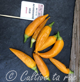 Aji habanero gelb