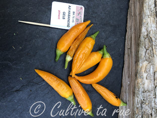 aji habanero gelb-76 (2)