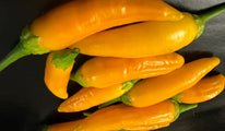 Aji habanero gelb
