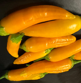 Aji habanero gelb
