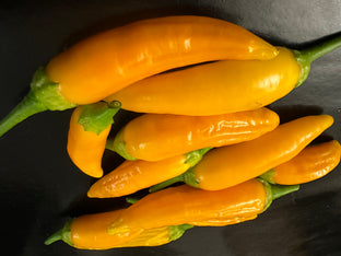 Aji habanero gelb