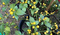 Aji charapita yellow