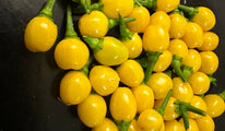 Aji charapita yellow