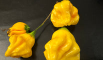Aji Fantasy
