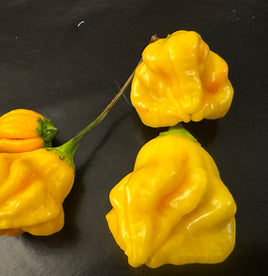 Aji Fantasy
