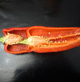 Alter deutscher dickkopf