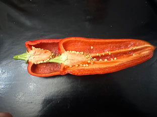 Alter deutscher dickkopf