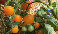 amber colored